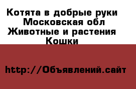 Котята в добрые руки - Московская обл. Животные и растения » Кошки   